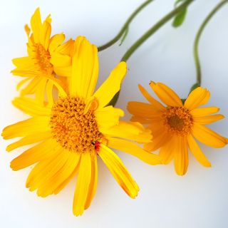 Arnica Montana